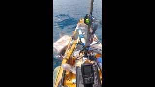 Tiger Shark Attacks Kayaker Off Hawaii Coast