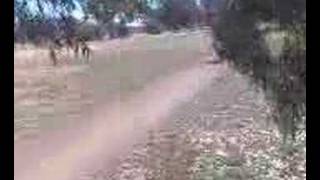 Yogi Bear Bike Jumps