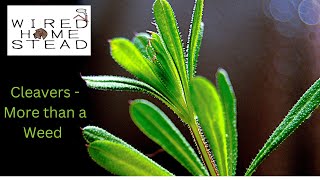 How Cleavers Can BENEFIT You |The Medicinal Benefits of Cleavers