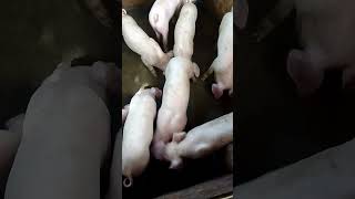 DAHON NA PWEDENG MERYENDA NG BIIK #dahonandpets, #pig, #shortvideo