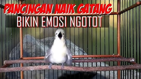Dobrak Birahi : Jadikan Cipoh / Sirtu Kamu Bunyi Ngotot Mendengar Pancingan Ini
