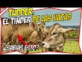 💖 Las VACAS también LIGAN 💖 TUDDER, el TINDER de las VACAS