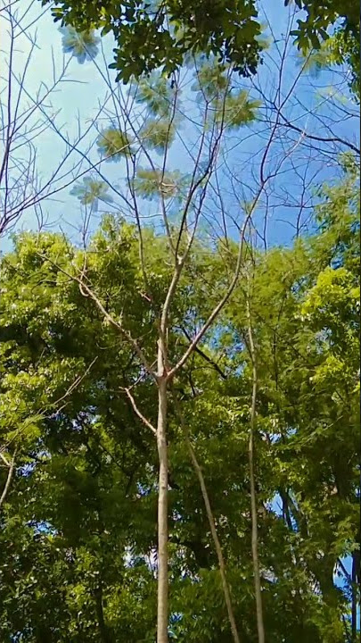 Selamat siang | mentahan video | status wa keren #shorts #mentahanedit #storywa #statuswa