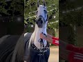   خيل العربي الاصيل خيمة الخيل  