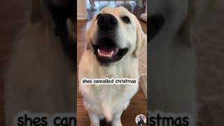 How My Dogs Would React #doglover #funny #cute