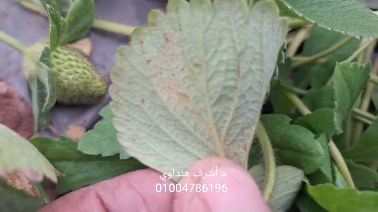 تشخيص خاطئ و فتوى بالتقليع .. و الجذر ممتاز و الارض مكملة لأخر الموسم     فراولة الإنتاج 🍓 