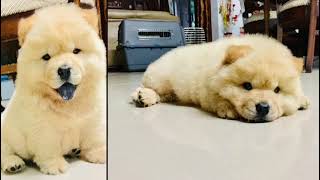 CHOW CHOW (SIMBA)