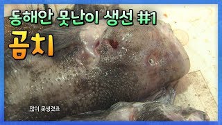 동해안 못난이 생선 시리즈 #1 '곰치(미거지)' #물메기 #물곰탕 [어영차바다야]