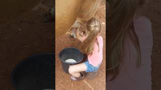 Ordenhando as vacas  #vidacaipira #vidanaroça #agro #caipiradefato #interior #vidanointerior
