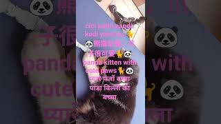 cici patili panda kedi yavrusu🐈🐼熊猫幼崽,爪子很可爱🐈🐼cute panda kitty🐈प्यारे पंजों वाला पांडा बिल्ली का बच्चा