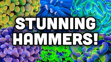 Hammer Corals! Euphyllia YOUR Tank Needs! | Coral Care Guide