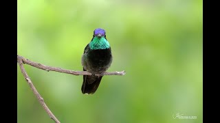 Rivoli's Hummingbird