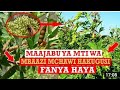 MAAJABU YA MTI WA MBAAZI MCHAWI HAKUGUSI FANYA HAYA MAAJABU YA MTI WA MBAAZI MCHAWI HAKUGUSI FANYA HAYA