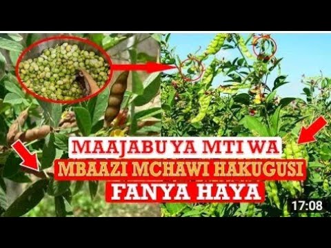 MAAJABU YA MTI WA MBAAZI MCHAWI HAKUGUSI FANYA HAYA MAAJABU YA MTI WA MBAAZI MCHAWI HAKUGUSI FANYA HAYA