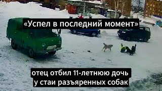 «Успел в последний момент»:  отец отбил 11-летнюю дочь у стаи разъяренных собак. #новостионлайн