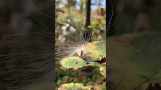 Common Milkweed Takes Flight in Central Parks Dene Slope #shorts