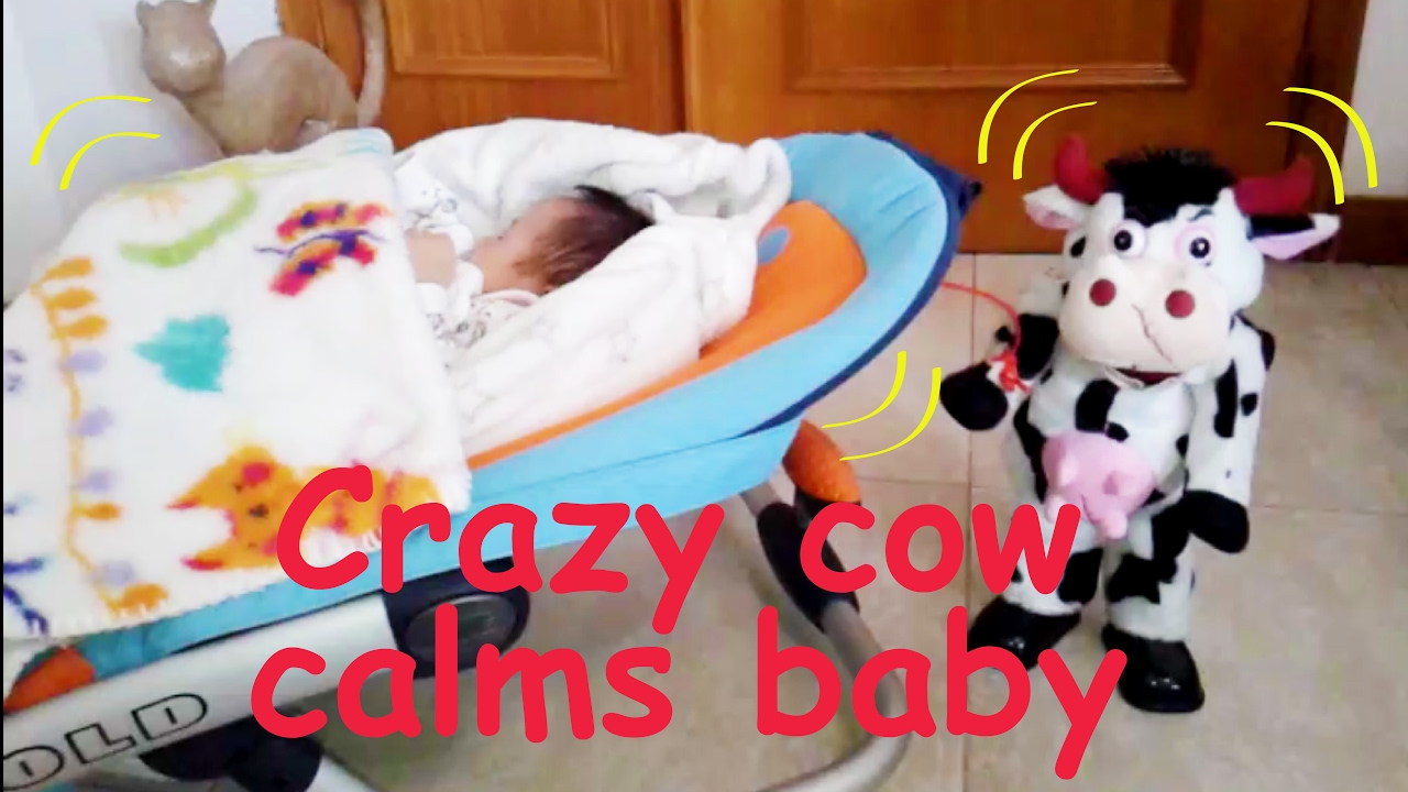 Crazy Cow I Like To Moo