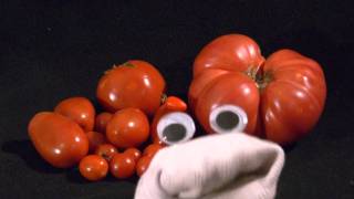 Summer Tomatoes - Quickie #018 : 08.31.2010