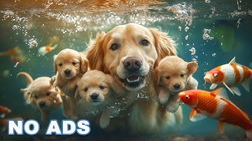 12 Hours of Dog Calming Music for Dogs 🐶 Anti Separation Anxiety Relief Music 🐾 Sleep Dog Healing🎵