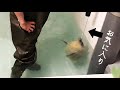 【海遊館】ワモンアザラシの赤ちゃんとマイブーム（2021.5.14）