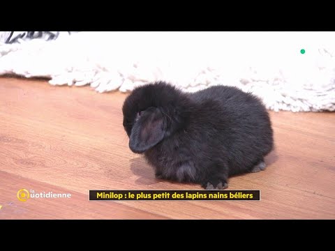 Minilop : le plus petit des lapins nains béliers - La Quotidienne