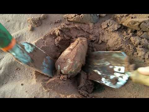 how to catch  <strong>clams</strong> on the Beach