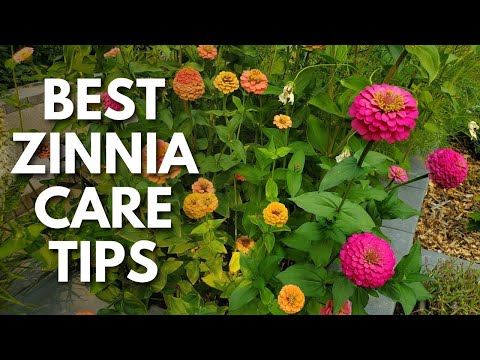 Vídeo: Zinnia 'Queen Lime' Informações: Queen Lime Zinnia Care and Growing Requirements