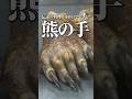 熊が出た時の対処法