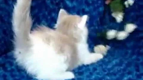 Video 1102581: kitten ragdollkittens, mink kitten, bicolor mink, mink male, lilac kitten, kitten adoption