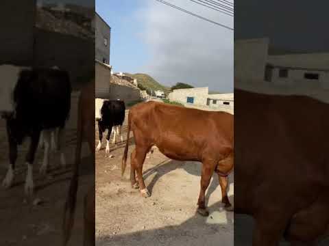 يا بقره صبي لبن عدن عبدالله