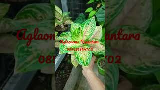 FS Aglaonema Nusantara induk anak satu