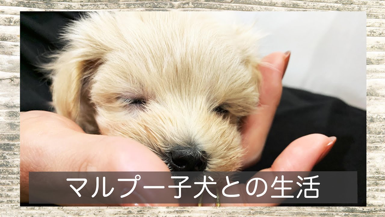 マルプー子犬との生活。幸せな毎日。 YouTube