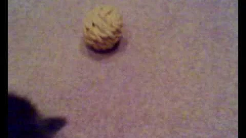 Video 3642821: maine coon cross, maine coon toys, maine coon playing