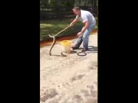 hangouts chat login Florida Eastern Diamondback Rattlesnake