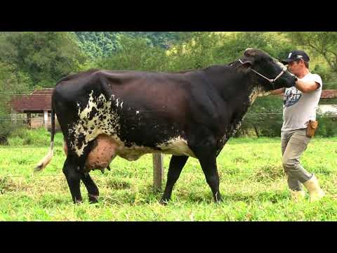 LOTE 20   327   COC AGROPECUÁRIA   LEILÃO ALIANÇA GENÉTICA   DIA 25 DE MAIO   20HS