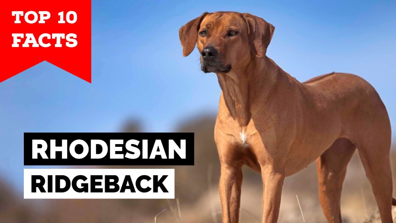 Ridgeback - Top Facts - YouTube