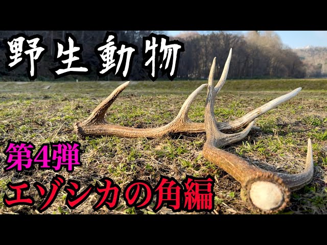 Wildlife] You can't go home until you find the antlers of a