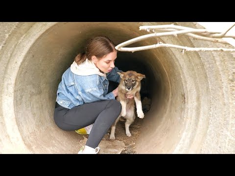 Video: Neįtikėtini gelbėtojai išsaugo šaukiantį šuniuką po to, kai jis nugriauna vamzdį