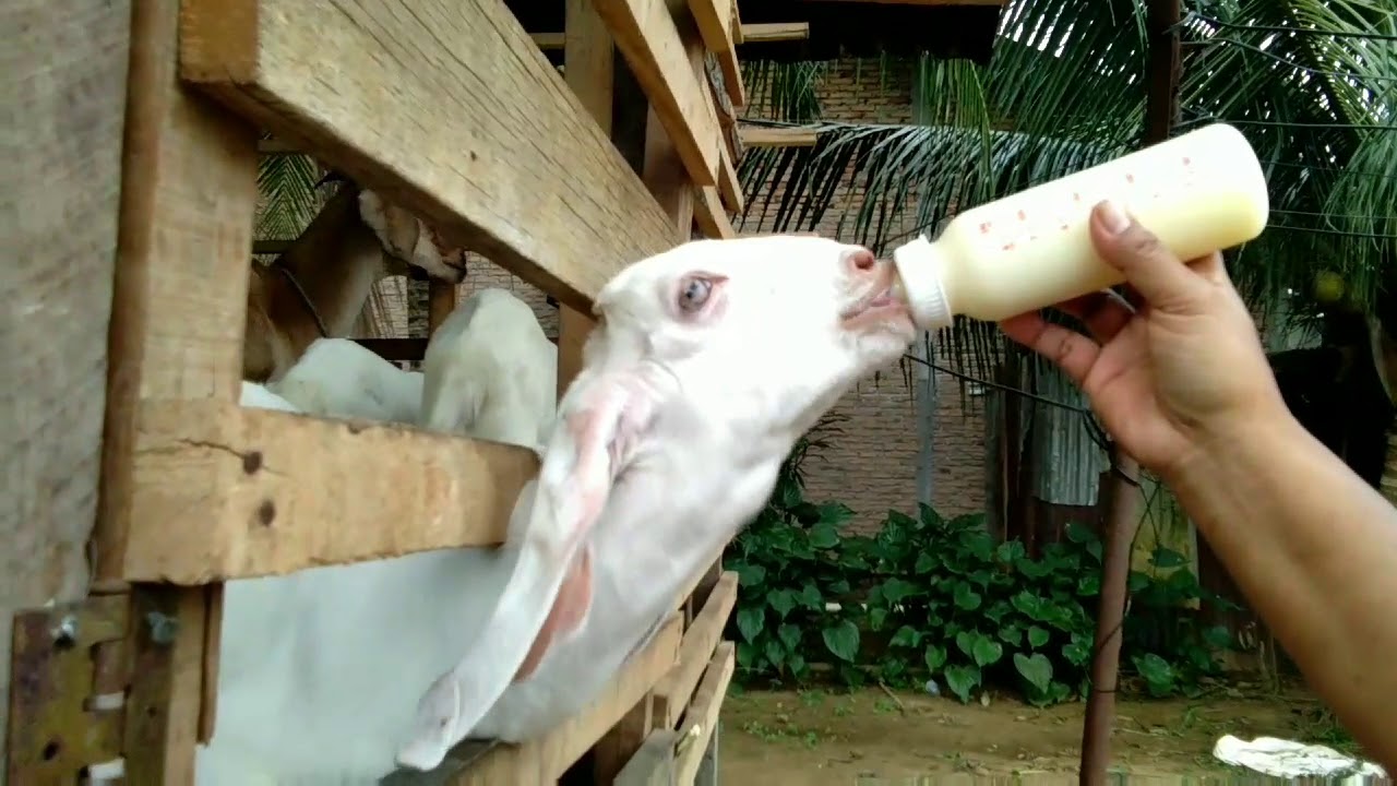 Beternak Kambing dan Ayam 