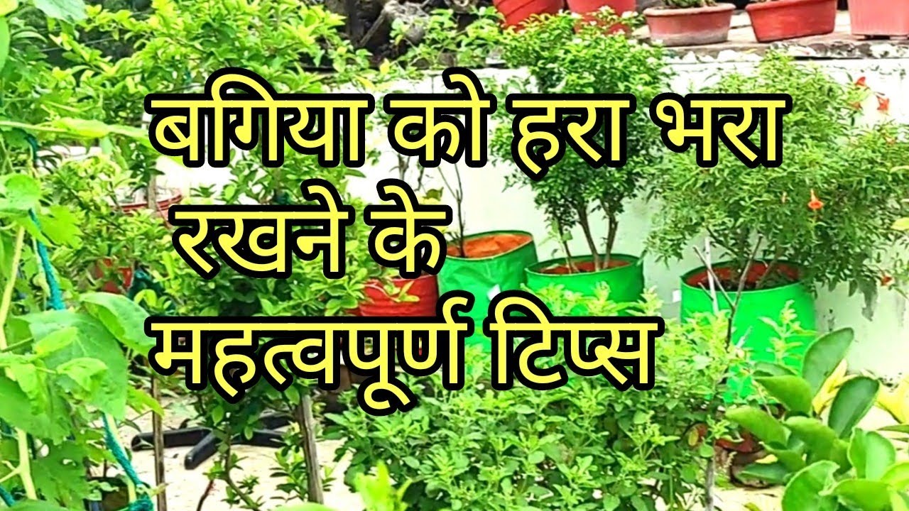 Some important tips for terrace garden - YouTube