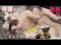 ［緊急保護］#15（再）瀕死だった『イケジ』3ヶ月でこんなに元気になったよ！✨🥺#みぱね#cat#イケジ#ディノ