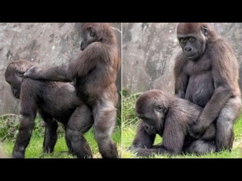 Amazing Mating Gorilla  subscribe my channel plzz friends and like