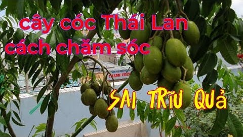 Chăm sóc cây cóc Thái  trồng chậu cho trái quanh năm, #hoahồng #shorts #cácloạihoahồng