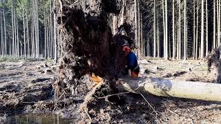 Hurricane SABINE , LARGE DANGEROUS TREE CUTTING , TOP VIDEO