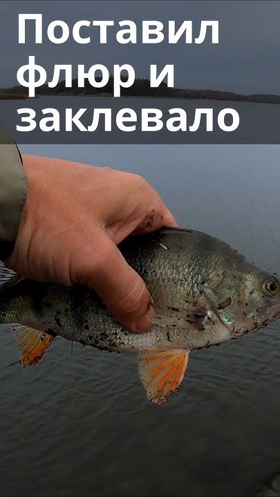 Поставил флюрокарбоновый поводок и заклевало - YouTube