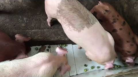 Mẹo trị tiêu chảy cho heo con , heo lứa cầm ngay lập tức