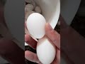Büyükorhan Gezen Tavuk Yumurtası