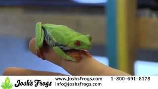 How to Take Care of Red Eye Tree Frog Froglets