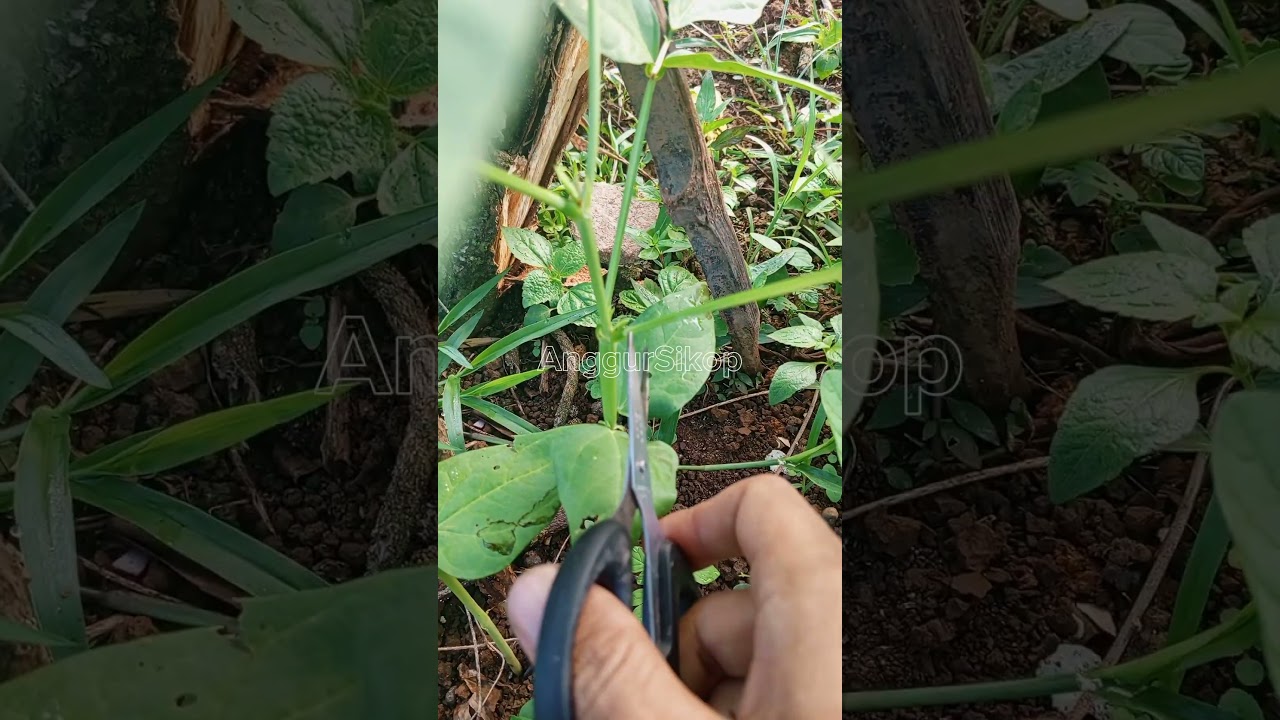 🌱 Long bean plant care 
