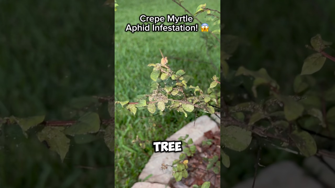 Crepe Myrtle Aphid Infestation Clean Up! 😱 